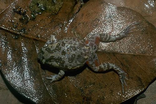 Mimic toadlet